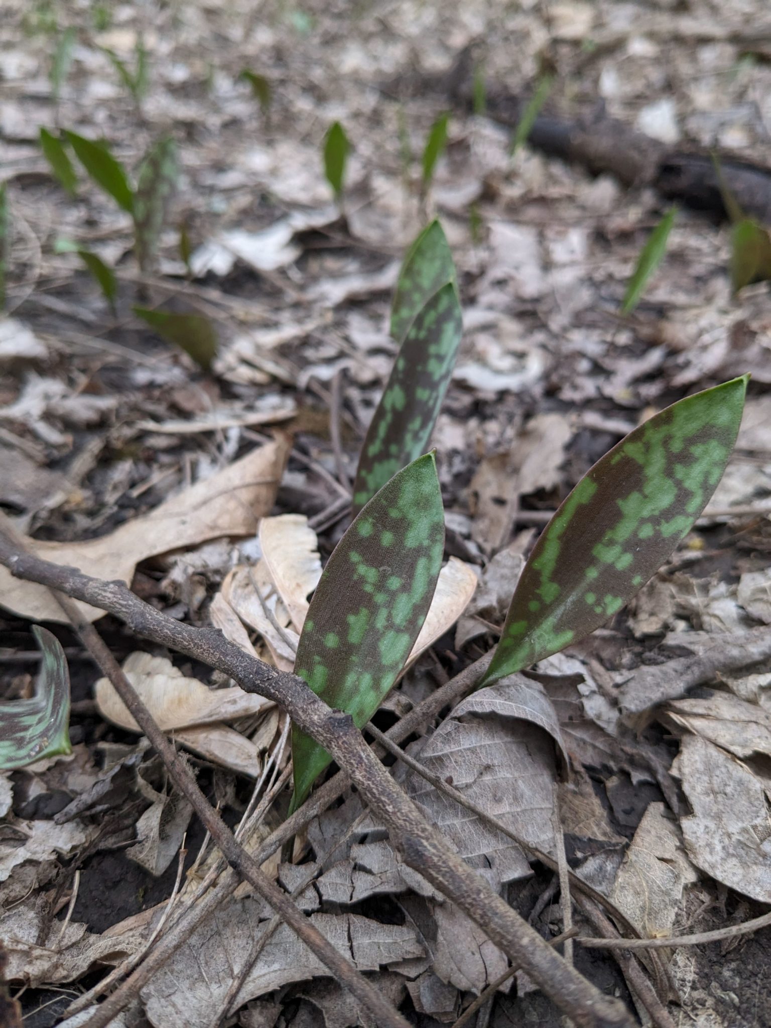 Trout Lily Leaves