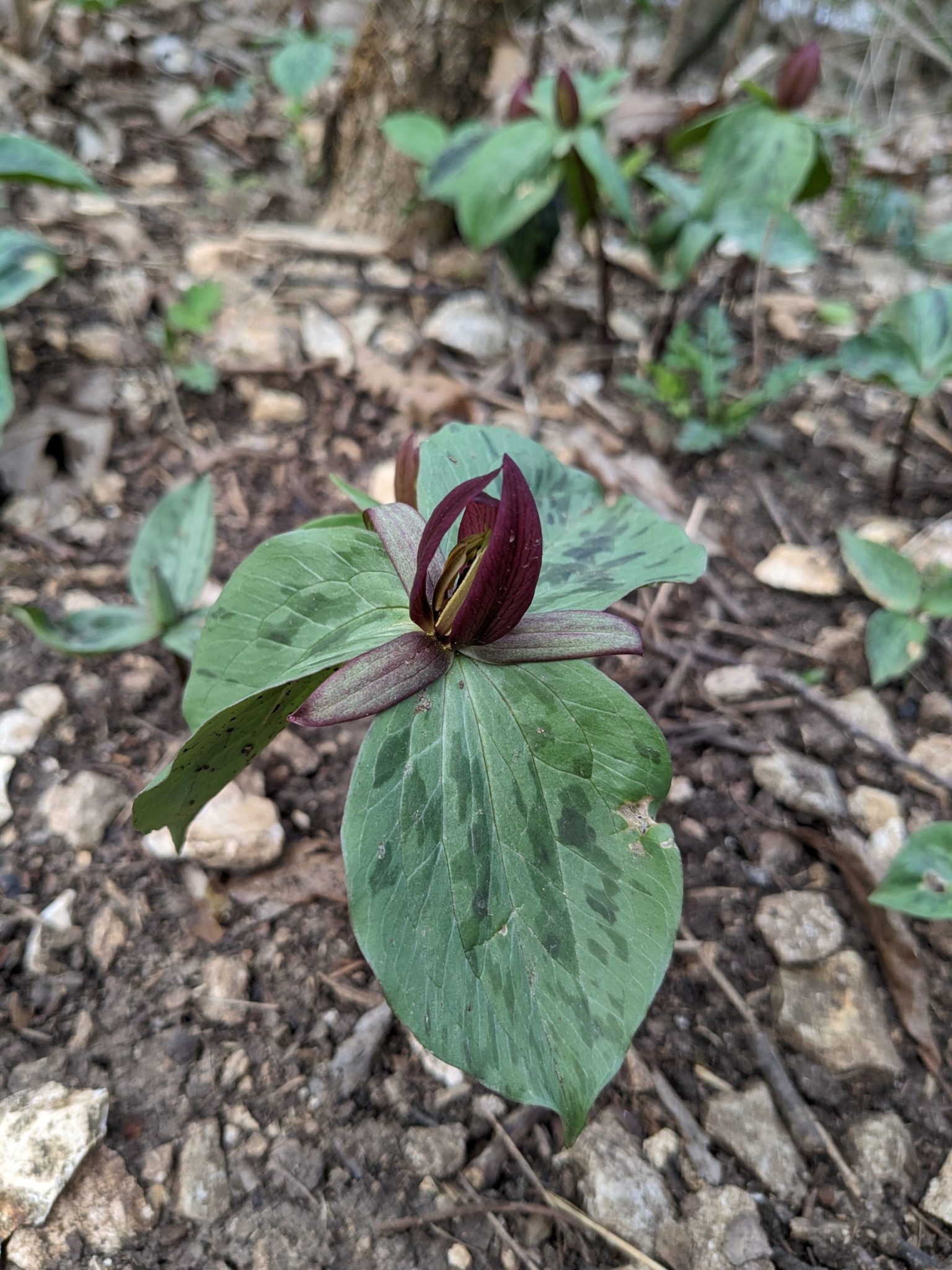 Toadshade flower