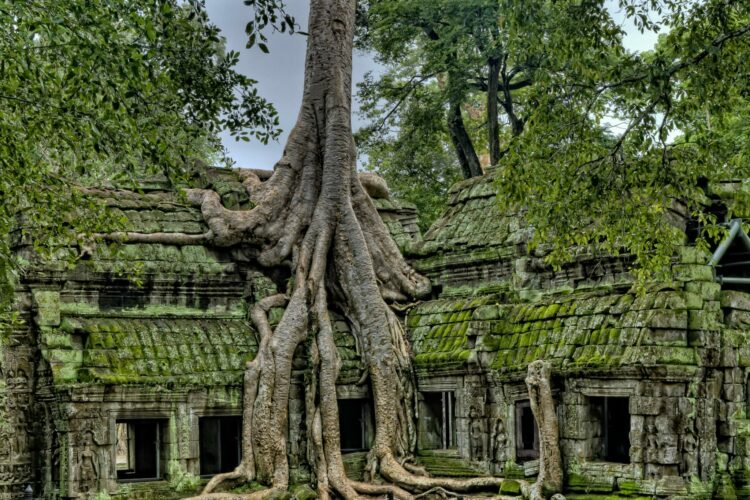 House with Tree growing on top and through it