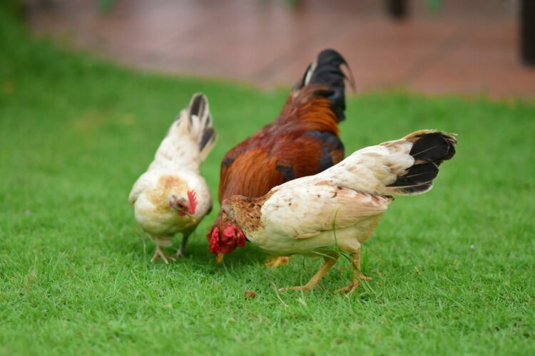 three chickens in green grass