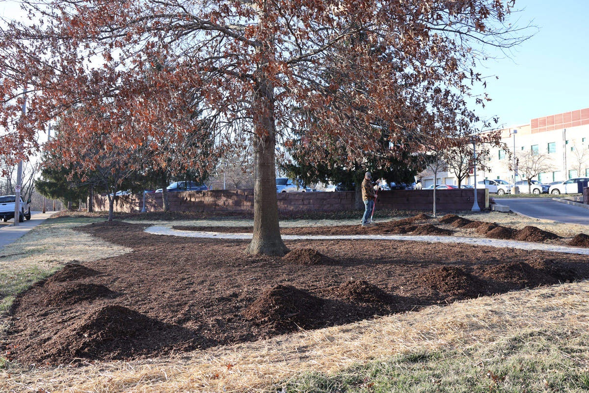 A corner of Columbia library property with an oak tree and a large area being covered with mulch. A crushed gravel path runs through it