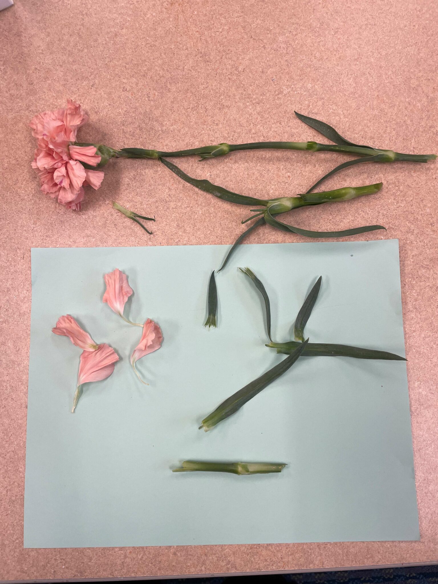 A carnation flower lies on a table at the top of the photo. Below the flower is a piece of green paper with four light pink carnation petals and five green pieces of the flower's stem scattered on it. 