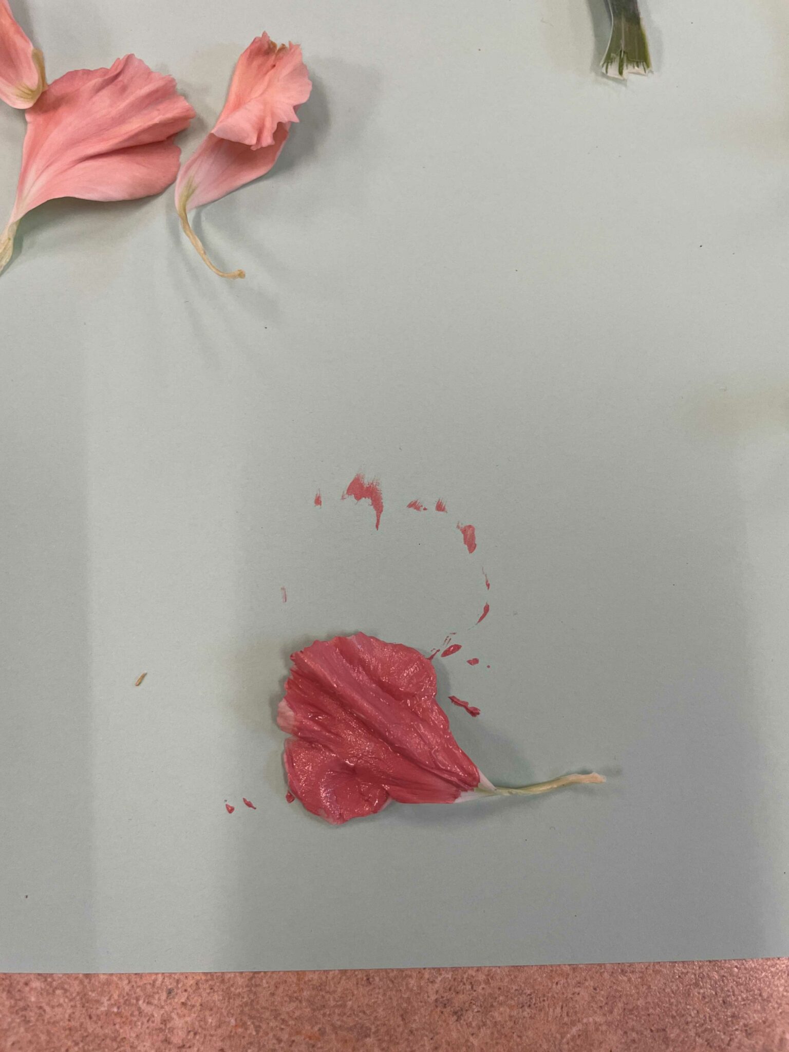 A light pink carnation petal covered in a thin layer of rose pink paint. The painted petal is resting on top of a green piece of paper.