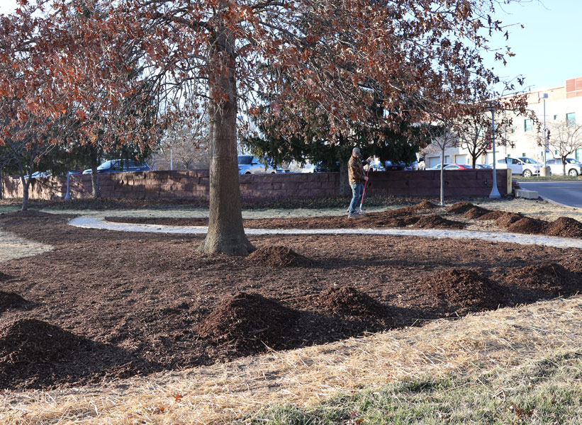 mulch is being laid down in an area of library landscaping featuring a gravel path and an oak tree with brown winter leaves