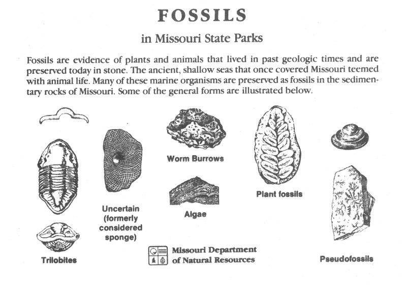 A postcard showcasing black pen illustrations of fossils commonly found in Missouri State Parks, from the Missouri Department of Natural Resources. The fossil drawings were made by Marcy Barthelette.
