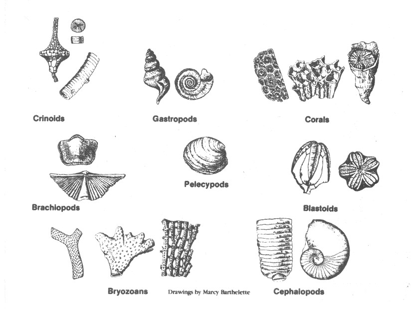 A postcard showcasing black pen illustrations of fossils commonly found in Missouri State Parks, from the Missouri Department of Natural Resources. The fossil drawings were made by Marcy Barthelette.