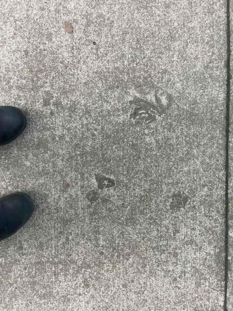 A photo of a concrete trail with three distinct leaf impressions in the concrete, aka a set of urban fossils. A pair of black boots is to the left of the leaf urban fossils, to illustrate their size.
