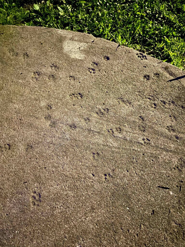 A curved slab of concrete that has dozens of tiny cat paws imprinted in it.
